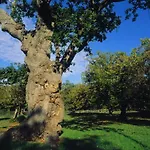 Quinta Duro Gijón